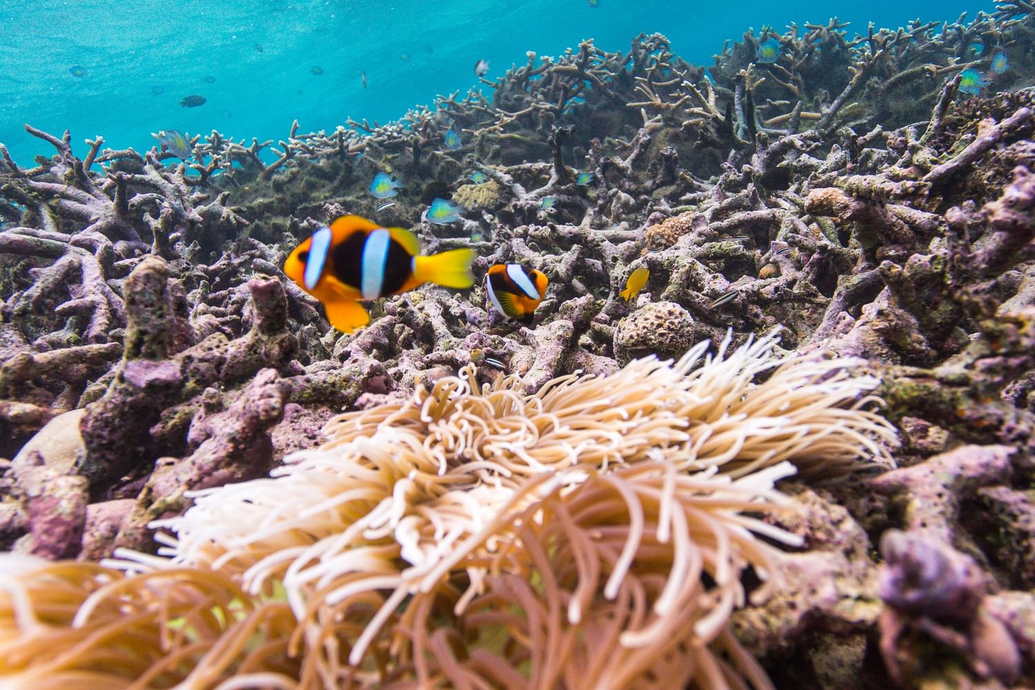ソロモン諸島 国際機関 太平洋諸島センター
